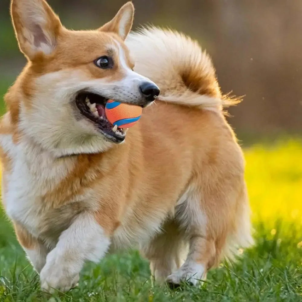 Dog Toy Ball
